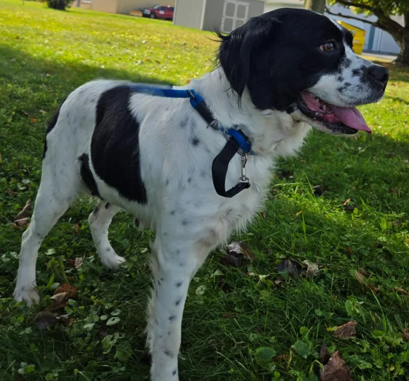 An adult medium-sized female Spaniel dog named Sunny for adoption in Sandusky, OH