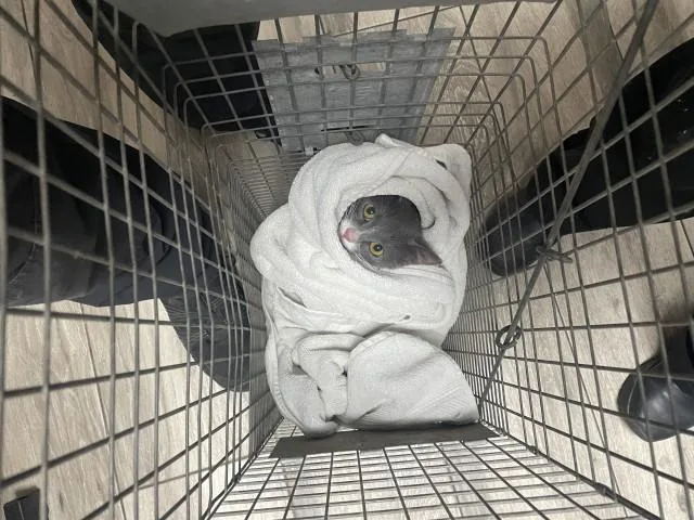 A young medium-sized female Domestic Short Hair cat named Karen for adoption in Redlands, CA