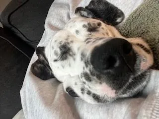 Willowlouisville  Ky thumbnail 2