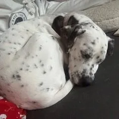 Willowlouisville  Ky thumbnail 3