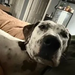 Willowlouisville  Ky thumbnail 4