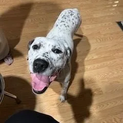 Willowlouisville  Ky