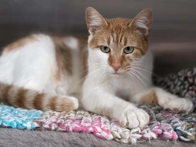 An adult large-sized female Orange & White Domestic Short Hair cat named Persia for adoption in Sandusky, MI