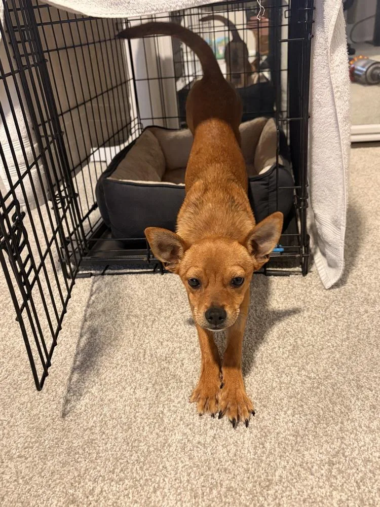 A young small-sized male Brown / Chocolate Chihuahua dog named Milo for adoption in Sedalia, CO