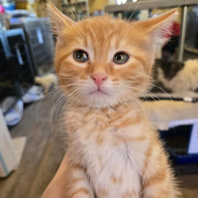 A baby small-sized male Orange / Red Domestic Short Hair cat named Poplar for adoption in Park Falls, WI