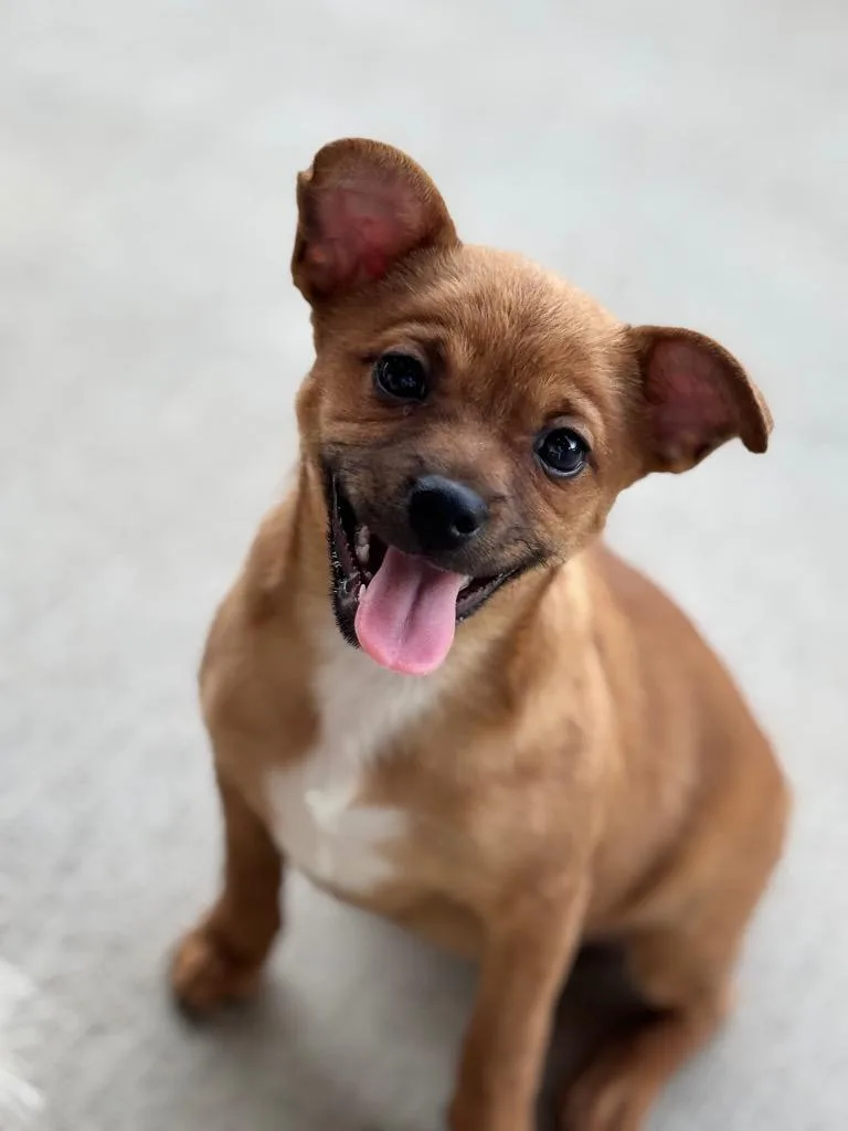 Harper