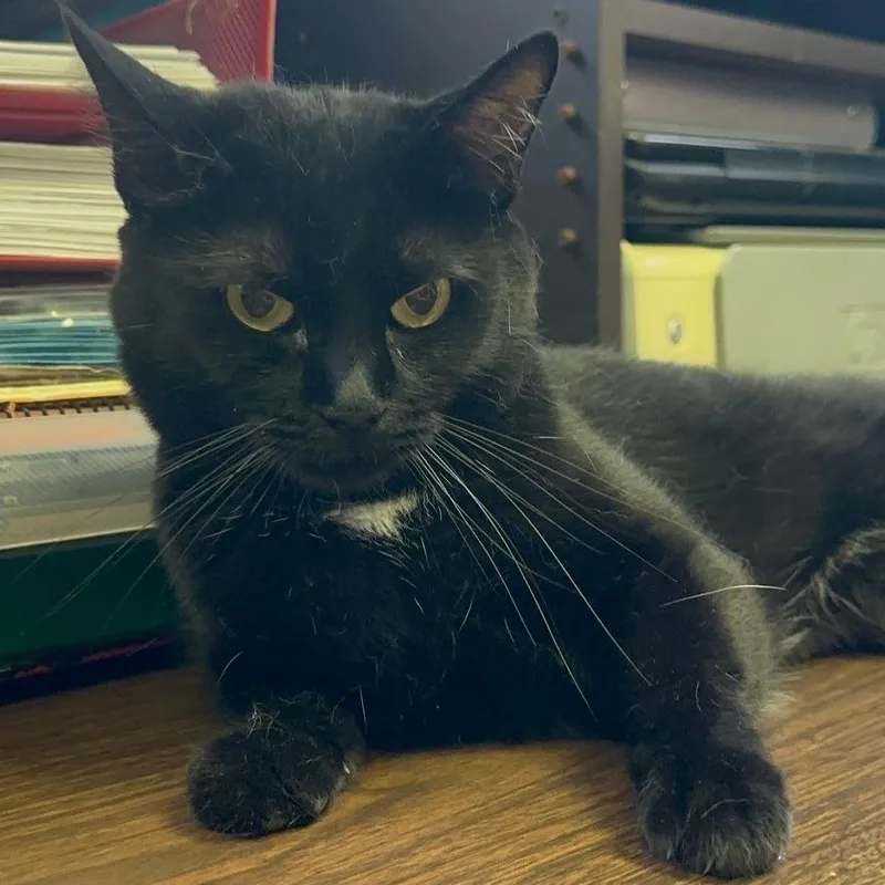An adult small-sized female Domestic Short Hair cat named Janet for adoption in Monticello, IL