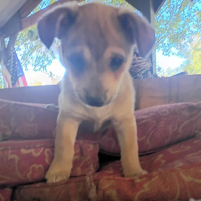 A baby small-sized male Apricot / Beige Dachshund dog named Pokey for adoption in Hamilton , NJ