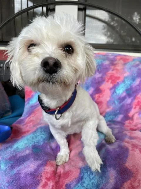 An adult small-sized male White / Cream Maltese dog named Everett for adoption in Memphis, TN