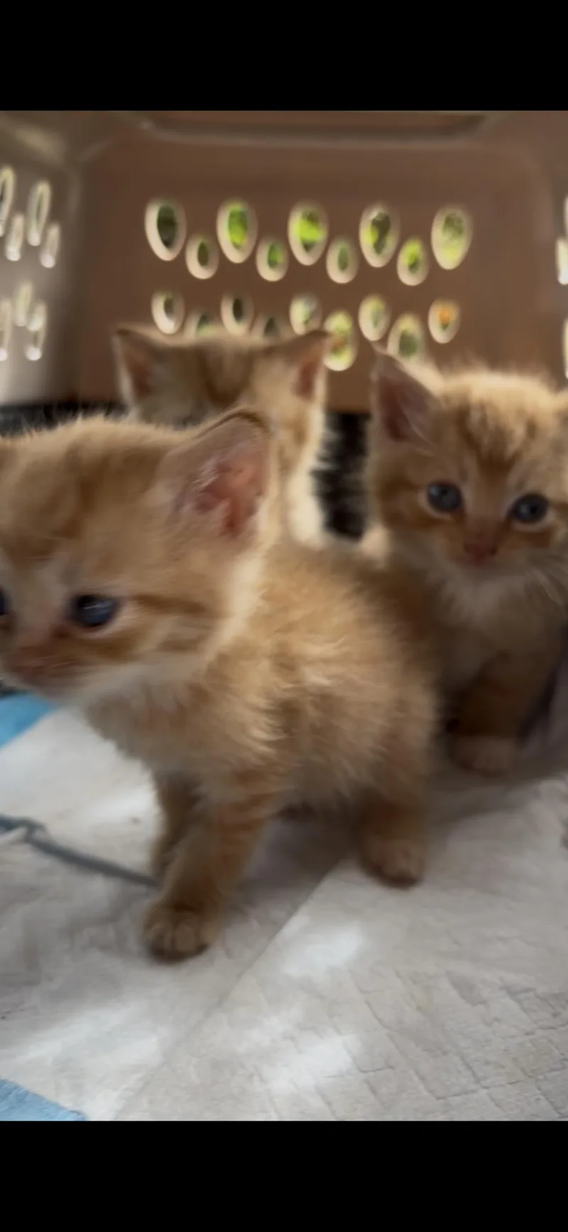 A baby medium-sized female Orange & White Domestic Short Hair cat named Tangerine & Apricot for adoption in Pittsburgh, PA