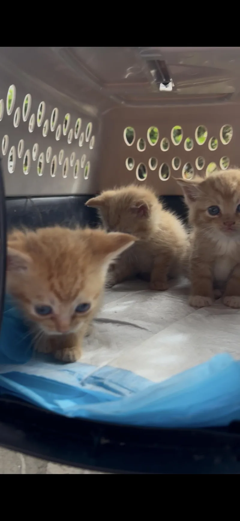 Tangerine & Apricot thumbnail 2