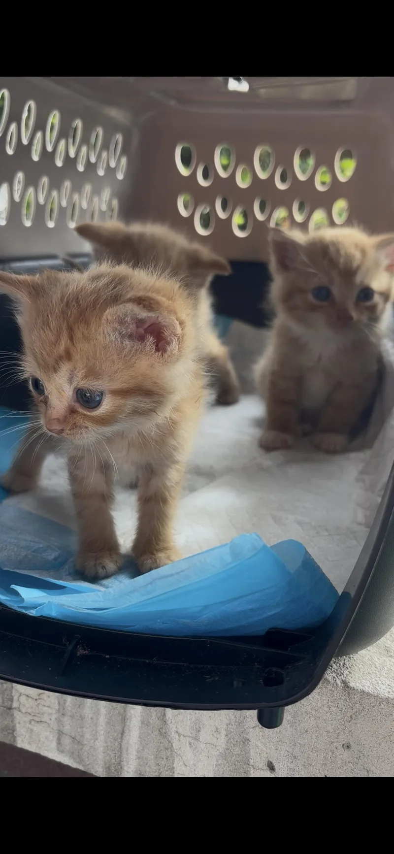 Tangerine & Apricot thumbnail 3