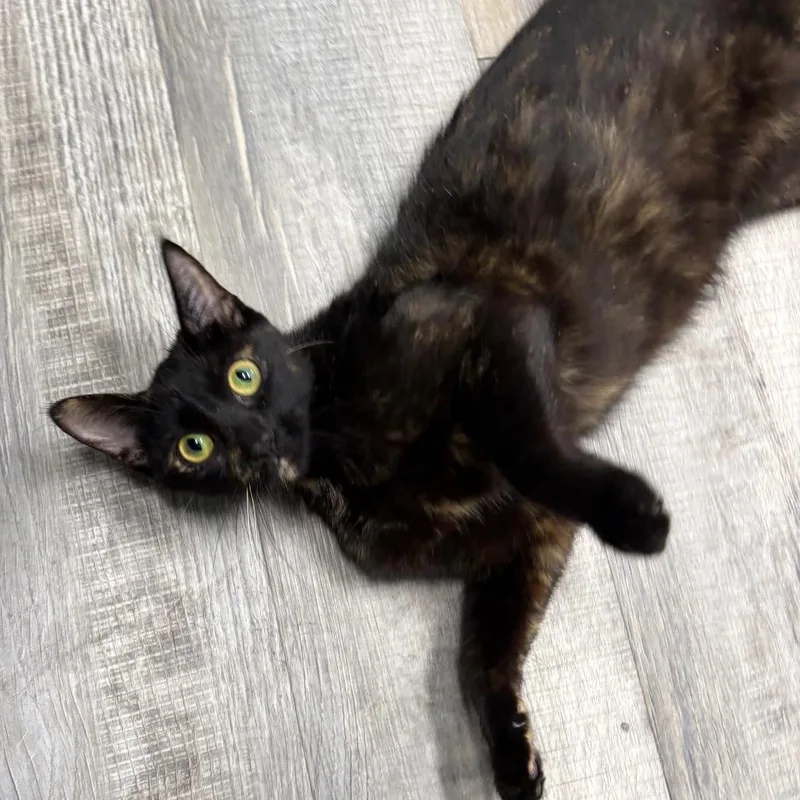 An adult medium-sized female Tortoiseshell Domestic Short Hair cat named Jubilee for adoption in Crookston, MN