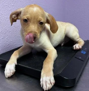 A baby small-sized female Yellow / Tan / Blond / Fawn Mixed Breed dog named 60791735 for adoption in El Paso, TX