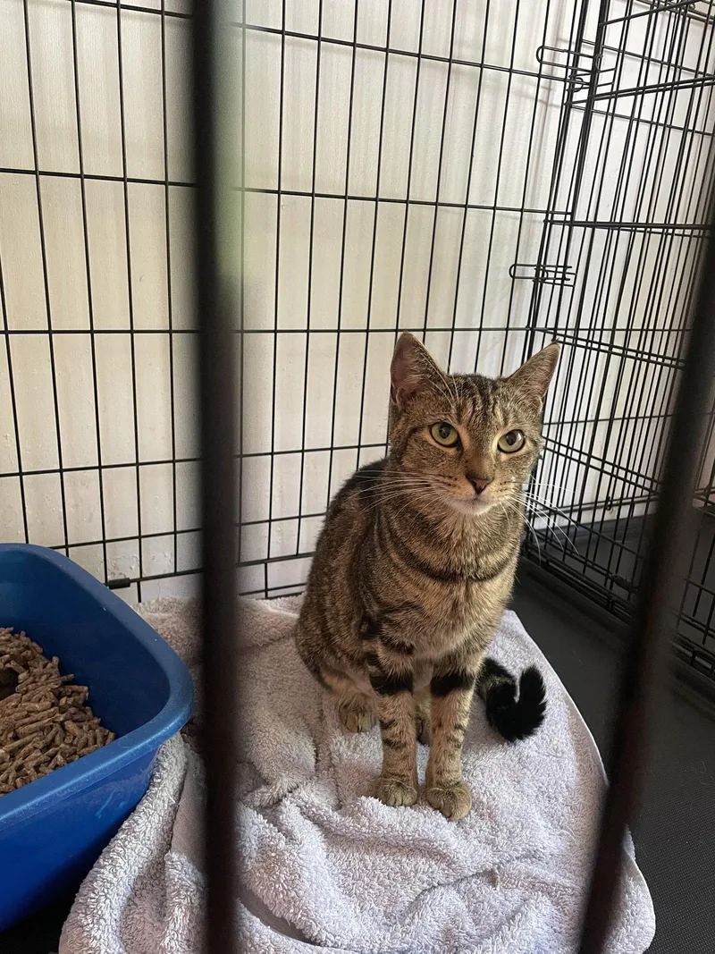 A young medium-sized female Domestic Short Hair cat named Peggy Anne for adoption in Trenton, NJ