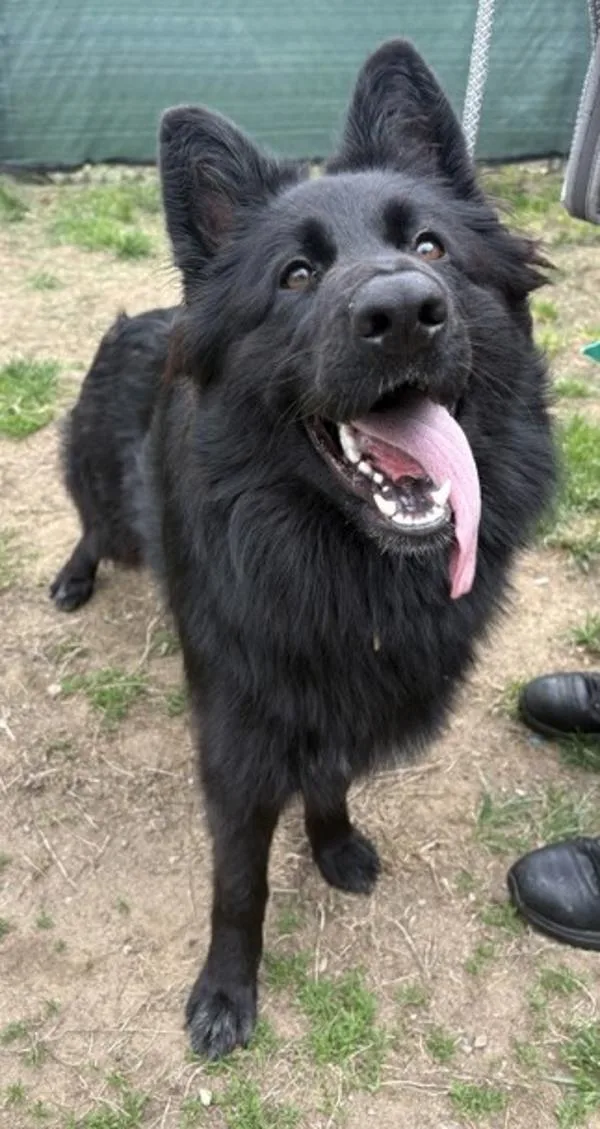 A young large-sized female German Shepherd Dog dog named Ruby for adoption in Stratham, NH