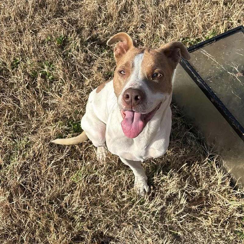 An adult small-sized female White / Cream Mixed Breed dog named Daisy Mae for adoption in Ada, OK