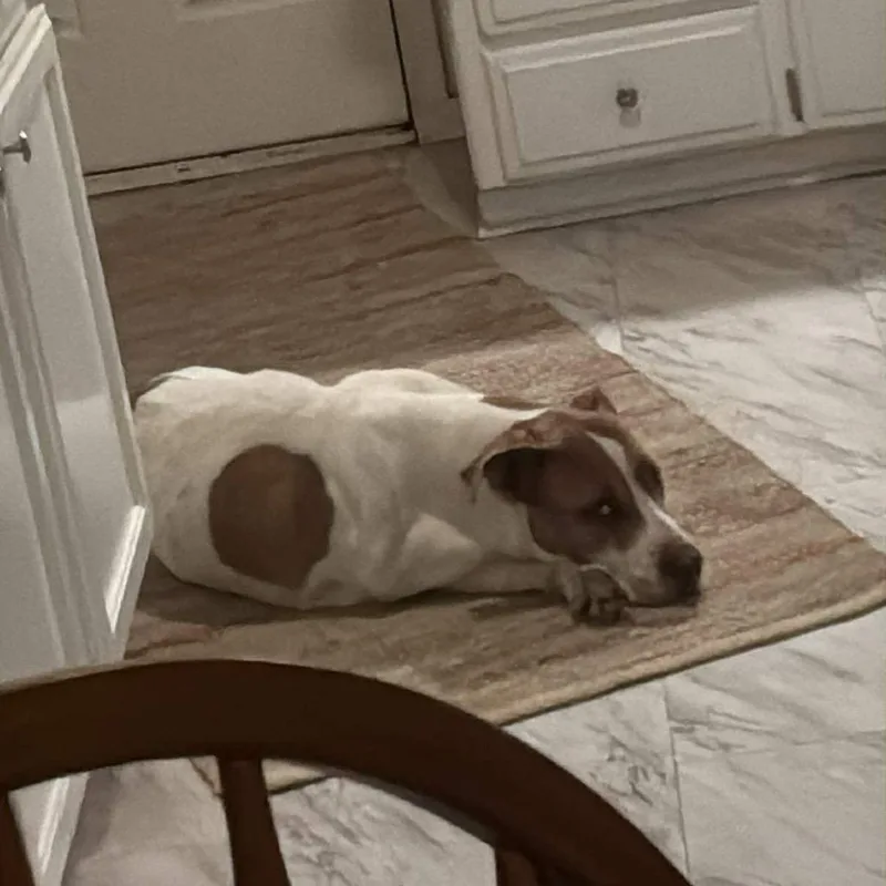 Daisy Mae thumbnail 2