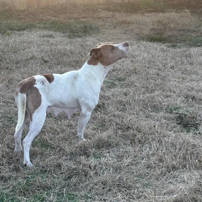 Daisy Mae thumbnail 4