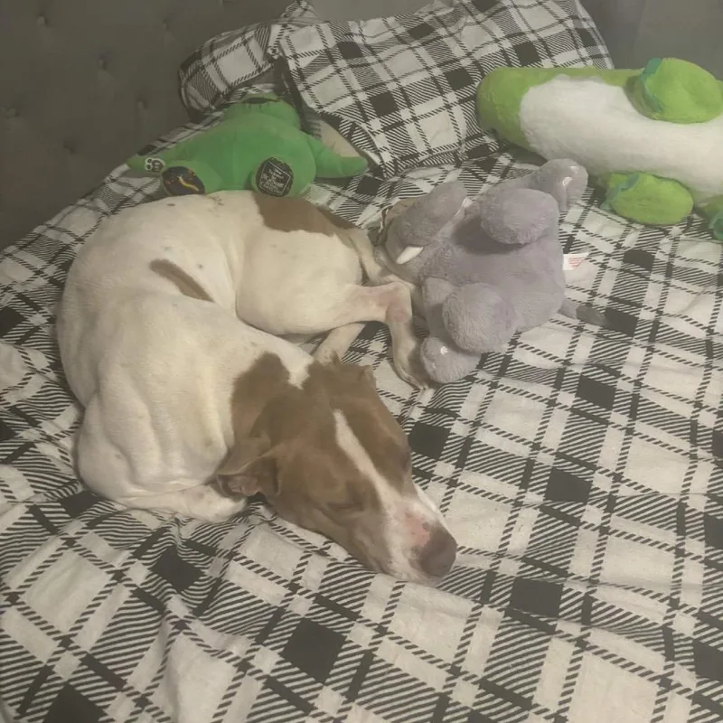 Daisy Mae thumbnail 6