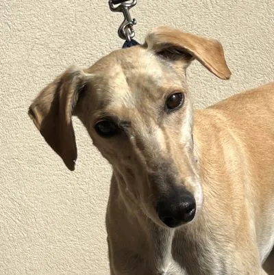 Mansfield thumbnail 2