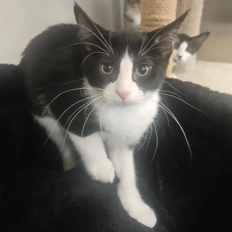 A baby small-sized female Black Domestic Short Hair cat named Bella for adoption in Grantsville, UT