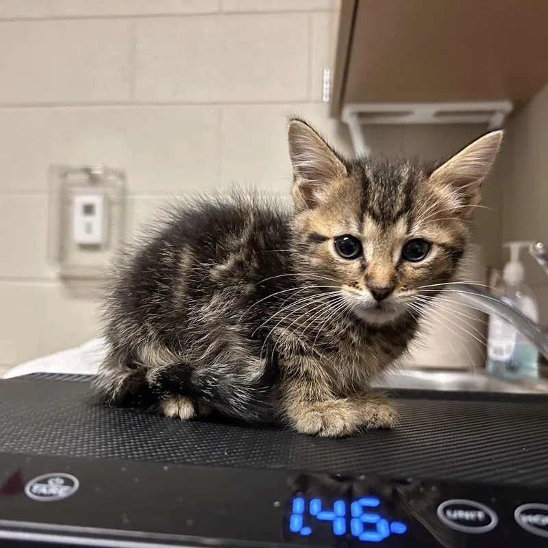 A baby small-sized male Brown / Chocolate Domestic Short Hair cat named Everett for adoption in Bristol, IN