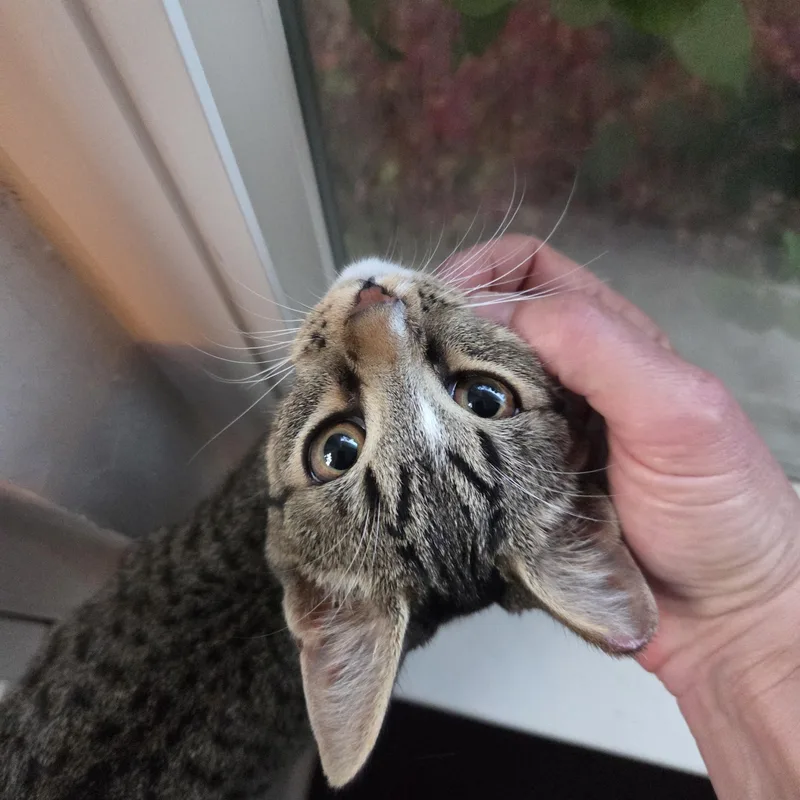 A baby medium-sized male Domestic Short Hair cat named Ube [bonded with Oliver] for adoption in Benicia, CA