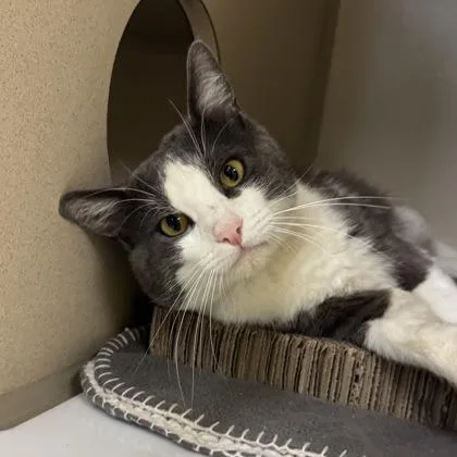 An adult medium-sized male Gray & White Domestic Short Hair cat named Squalo for adoption in Sacramento, CA
