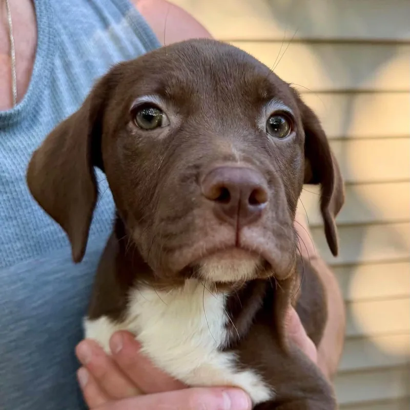 A baby medium-sized female Brown / Chocolate Mixed Breed dog named Cappuccino for adoption in Yaphank, NY