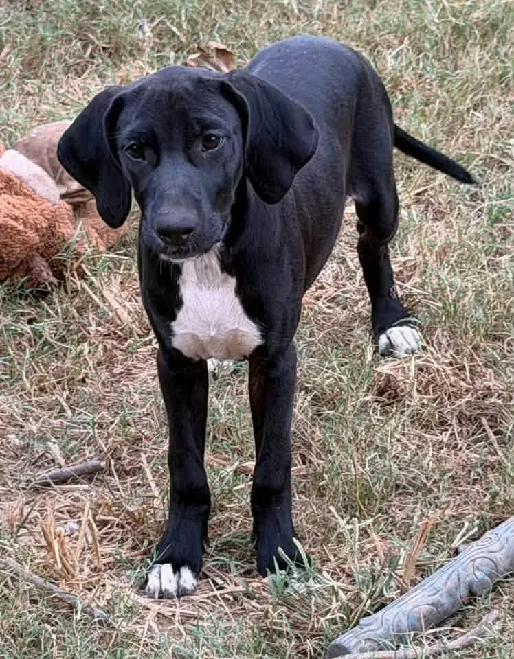 A young medium-sized female Black Hound dog named Vondie for adoption in Calera, AL