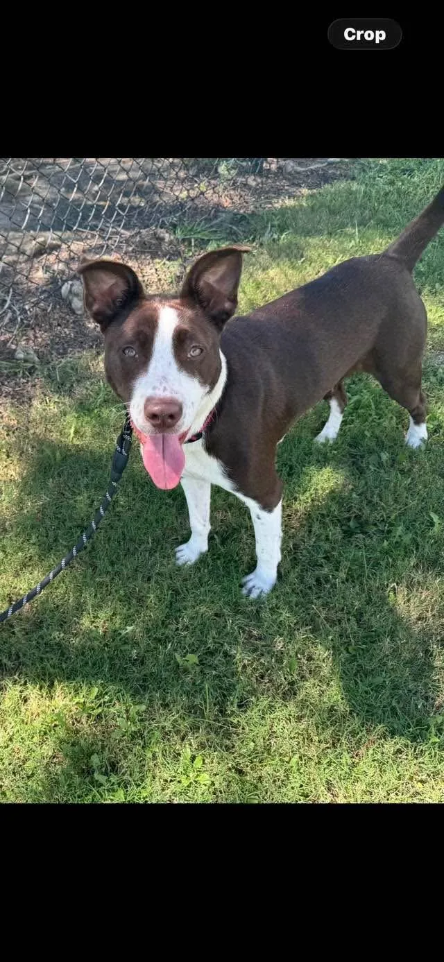 A young medium-sized female Brown / Chocolate Mixed Breed dog named Autumn for adoption in Myrtle Beach, SC