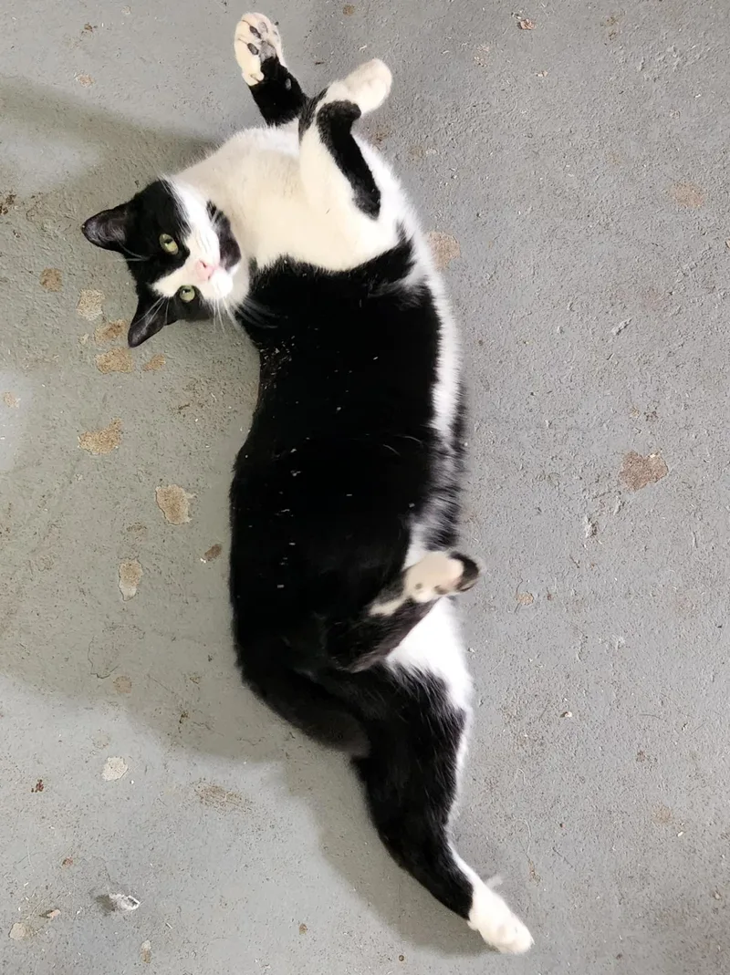 An adult medium-sized female Black & White / Tuxedo Domestic Short Hair cat named Armani & Minnie for adoption in Mansfield Center, CT