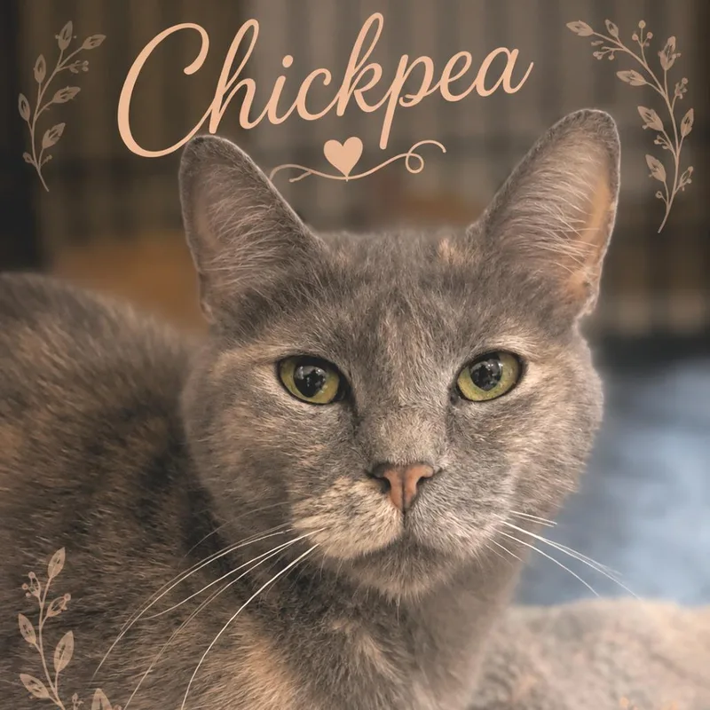 An adult medium-sized female Tortoiseshell Domestic Short Hair cat named Chickpea for adoption in Brownsboro, AL