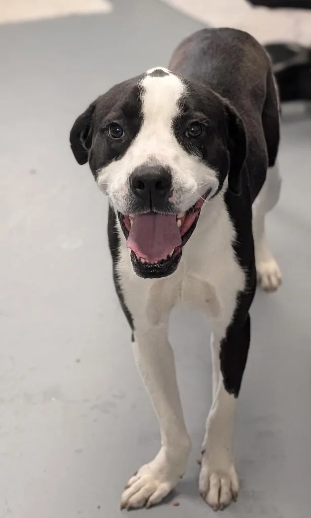 A young medium-sized male Mixed Breed dog named Swaye for adoption in Kingsland, GA
