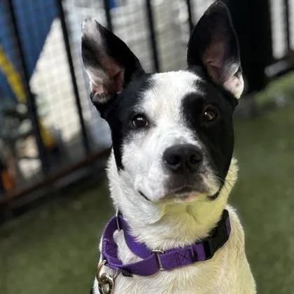 A young medium-sized male Mixed Breed dog named Newsie for adoption in Merriam, KS
