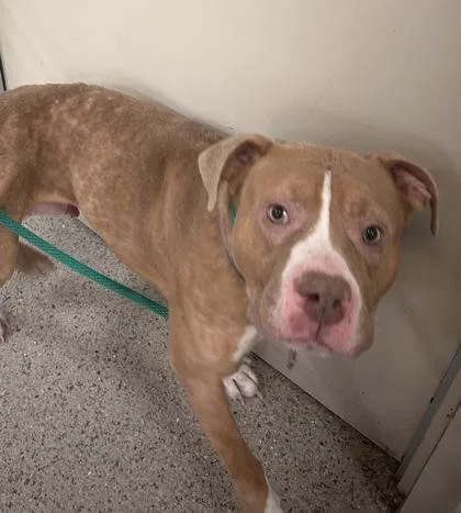 An adult medium-sized male Pit Bull Terrier dog named Dialga for adoption in Fishers, IN
