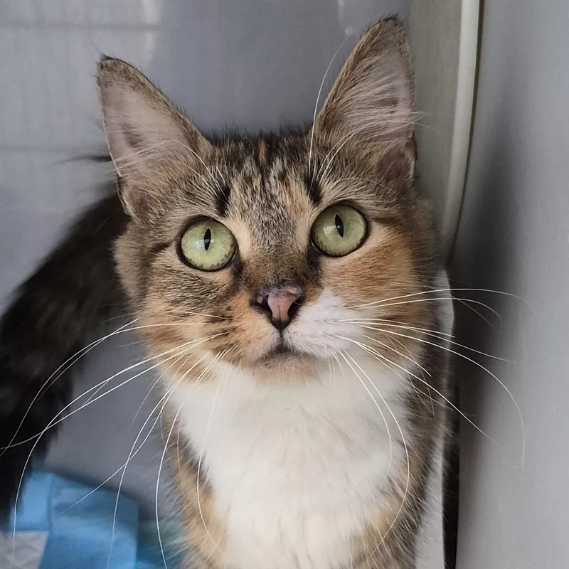 An adult small-sized female Torbie Domestic Long Hair cat named Estella for adoption in Lexington, KY