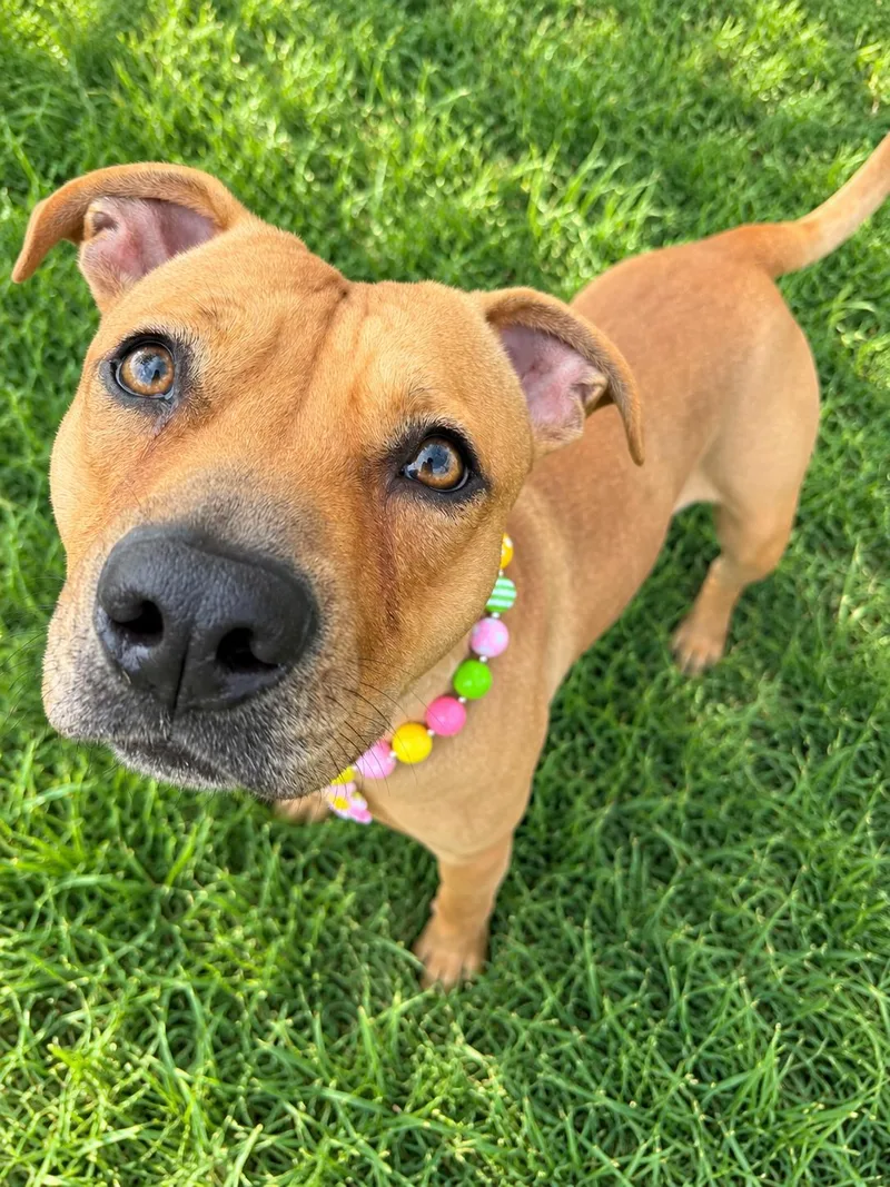 A young medium-sized female Golden American Staffordshire Terrier dog named Toodles for adoption in Humble, TX