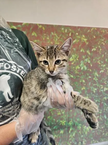 A young small-sized female Domestic Short Hair cat named Leo for adoption in San Antonio, TX
