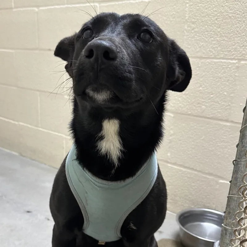 A baby medium-sized female Black Pit Bull Terrier dog named Giselle for adoption in Palestine, TX