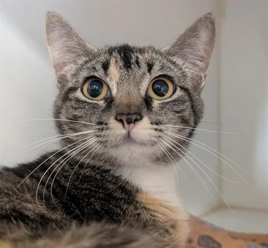 A young medium-sized female Tabby (Brown / Chocolate) Tabby cat named Sophie for adoption in Canoga Park, CA