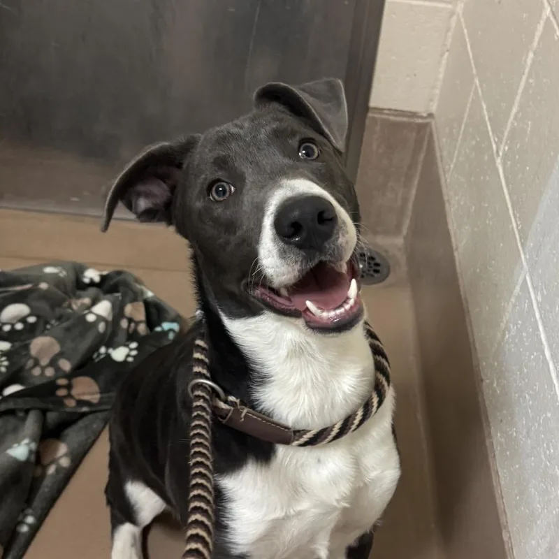 A young medium-sized male Pit Bull Terrier dog named Elroy for adoption in Reno, NV