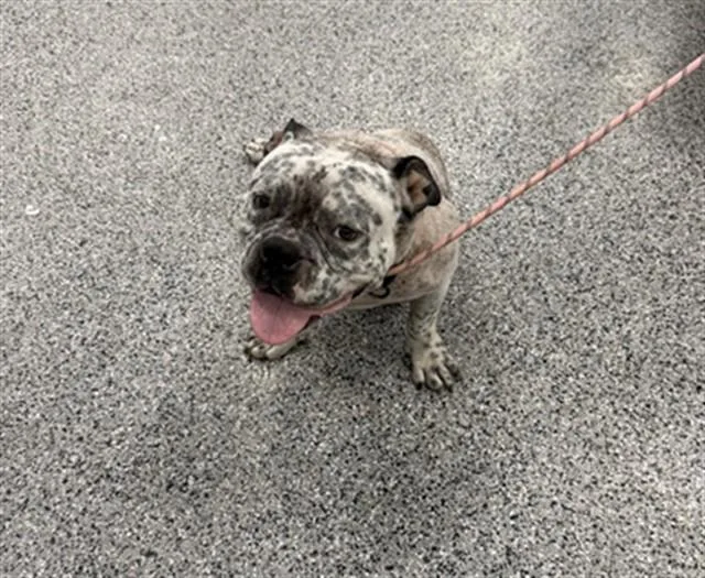 Pongo