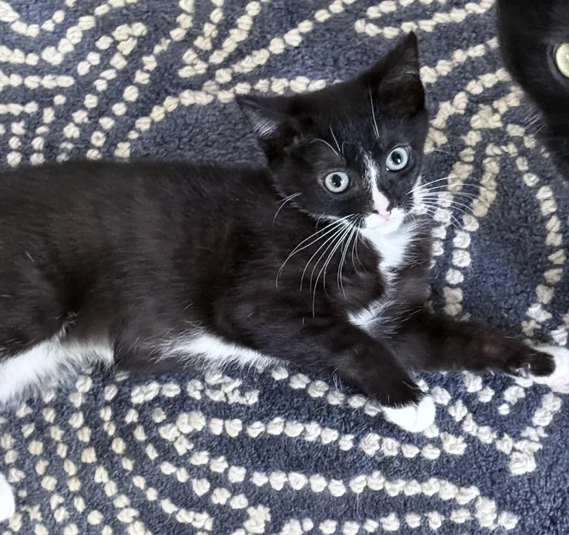 A baby medium-sized female Black & White / Tuxedo Domestic Short Hair cat named Peony for adoption in Harrison, NY