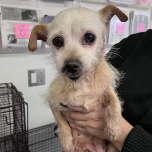 A senior small-sized female Terrier dog named Graciela for adoption in Los Angeles, CA
