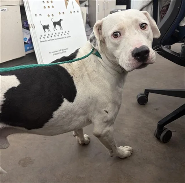 An adult large-sized male Mixed Breed dog named Nashville for adoption in Dallas, TX