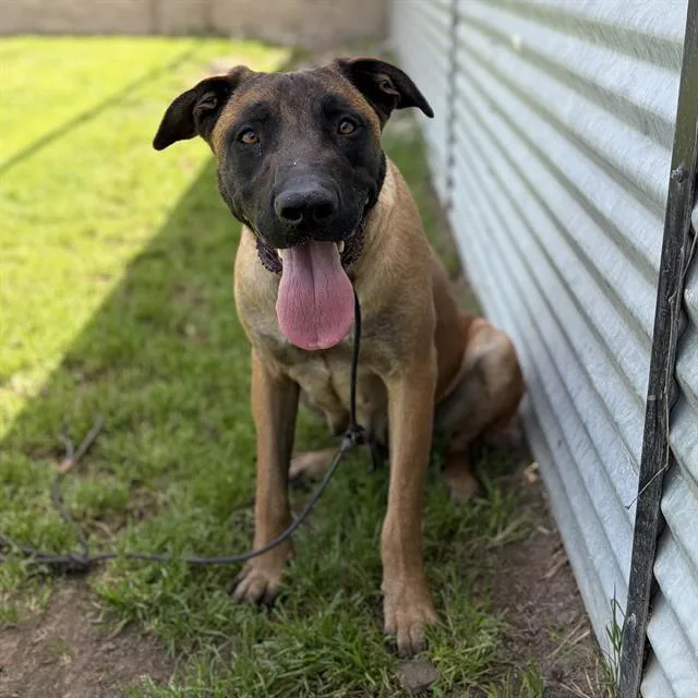 An adult large-sized female Belgian Shepherd / Malinois dog named Heidi for adoption in Modesto, CA