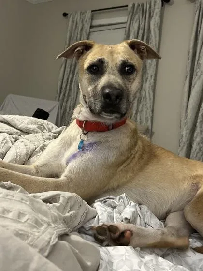 An adult large-sized female Mixed Breed dog named Mila for adoption in Atlanta, GA