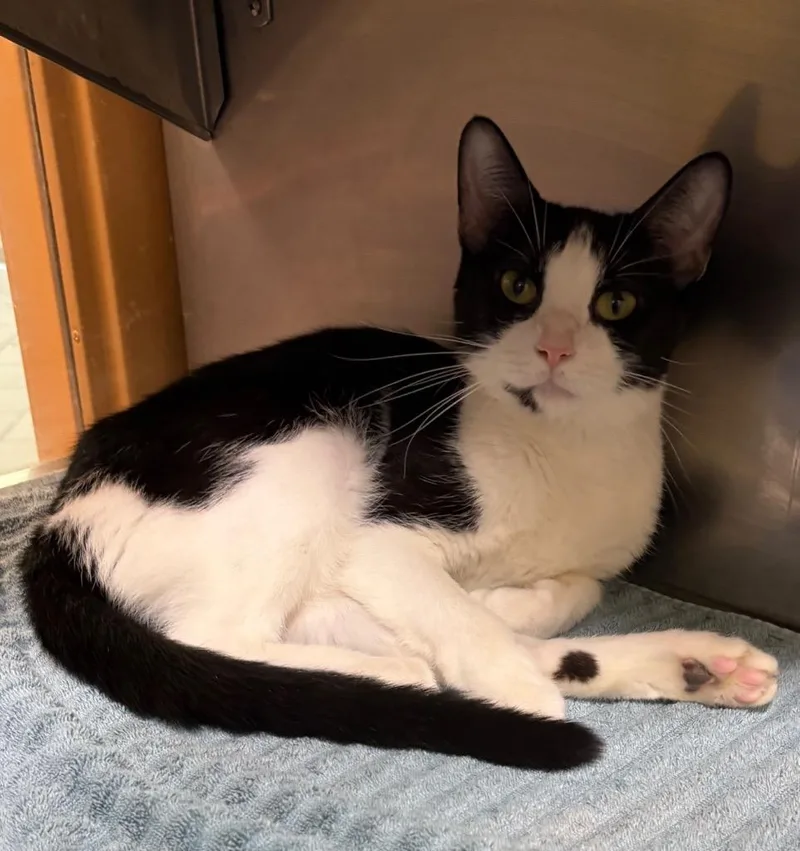 A young medium-sized female Domestic Short Hair cat named Serena for adoption in Little Rock, AR